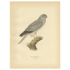 Antique Bird Print of the Hen Harrier by Von Wright '1929'
