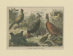Antique Bird Print of the Himalayan Monal, '1879'