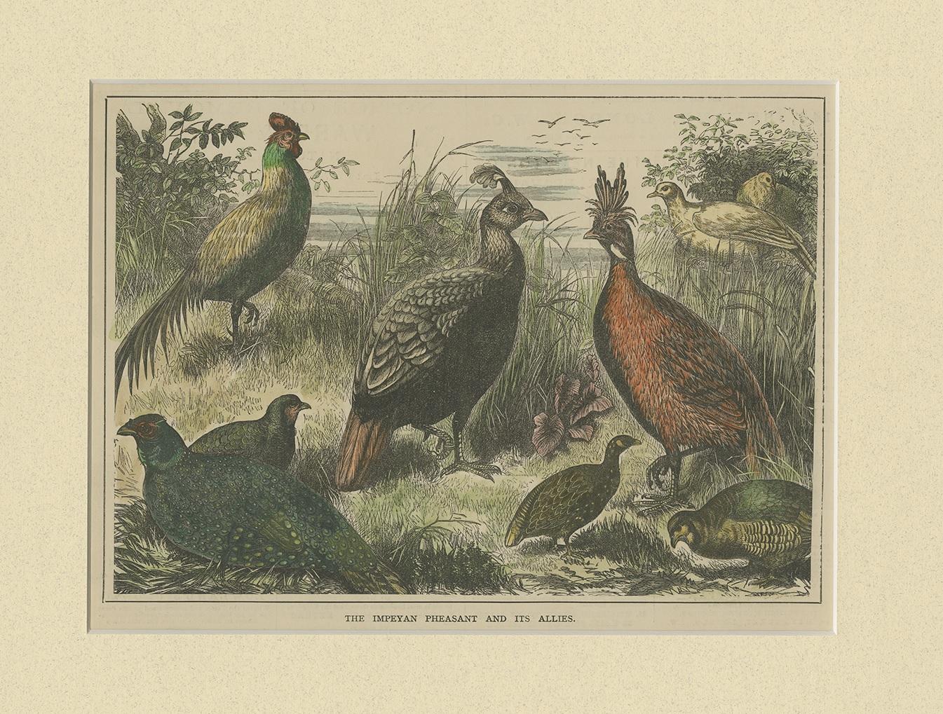 Impression ancienne d'oiseaux de l'Himalaya, « 1879 » Bon état - En vente à Langweer, NL