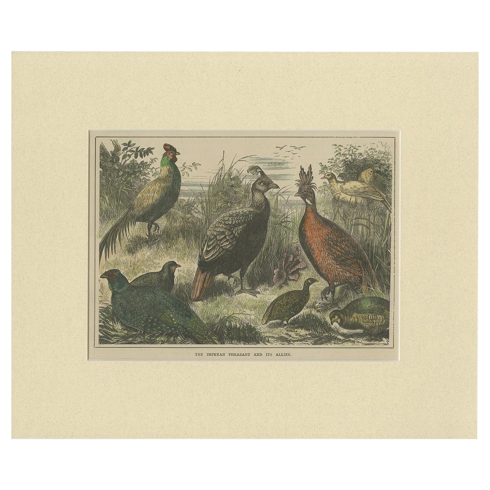 Antique Bird Print of the Himalayan Monal, '1879'