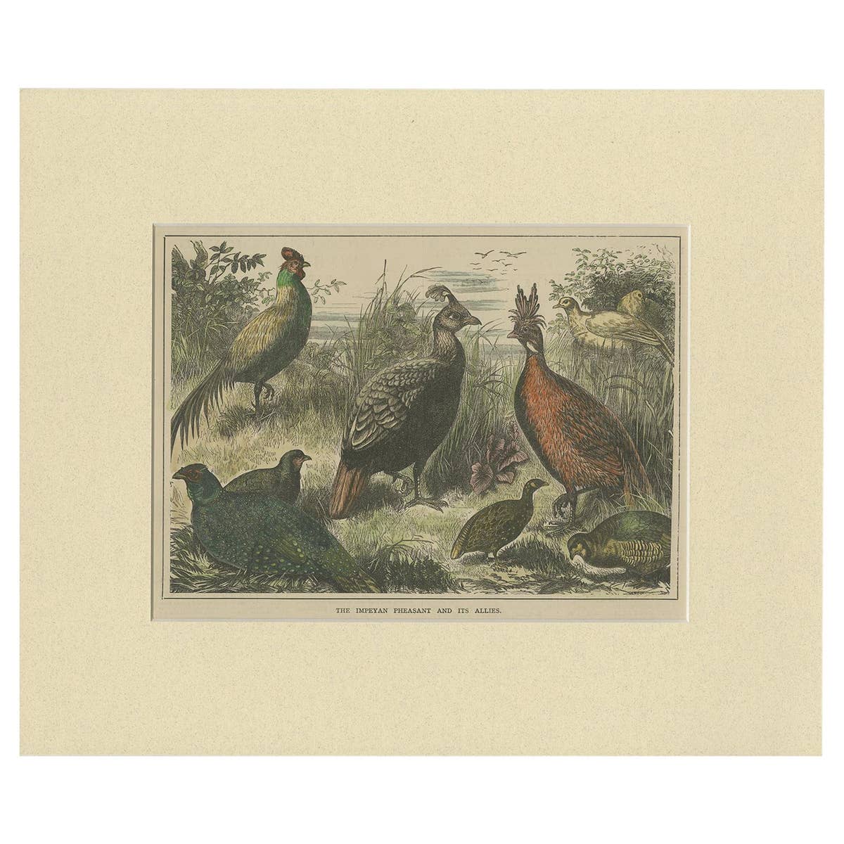 Antique Bird Print of the Himalayan Monal, '1879'