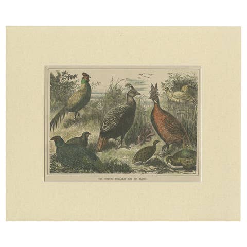 Antique Bird Print of the Himalayan Monal, '1879'