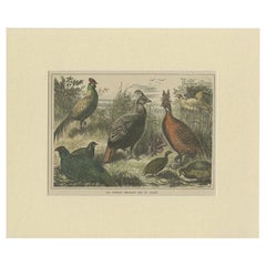 Impression ancienne d'oiseaux de l'Himalaya, « 1879 »