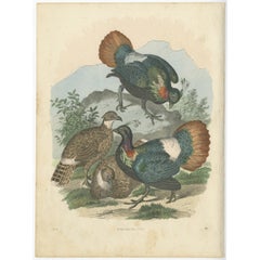 Antique Rare Bird Print of the Himalayan Monal, Impeyan monal or Impeyan Pheasant, 1865