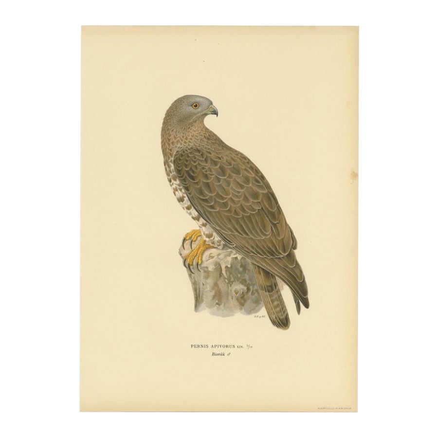 Impression ancienne d'oiseau du Buzzard d'abeille, 1929