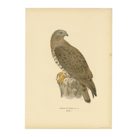 Antique Bird Print of the Honey Buzzard, 1929