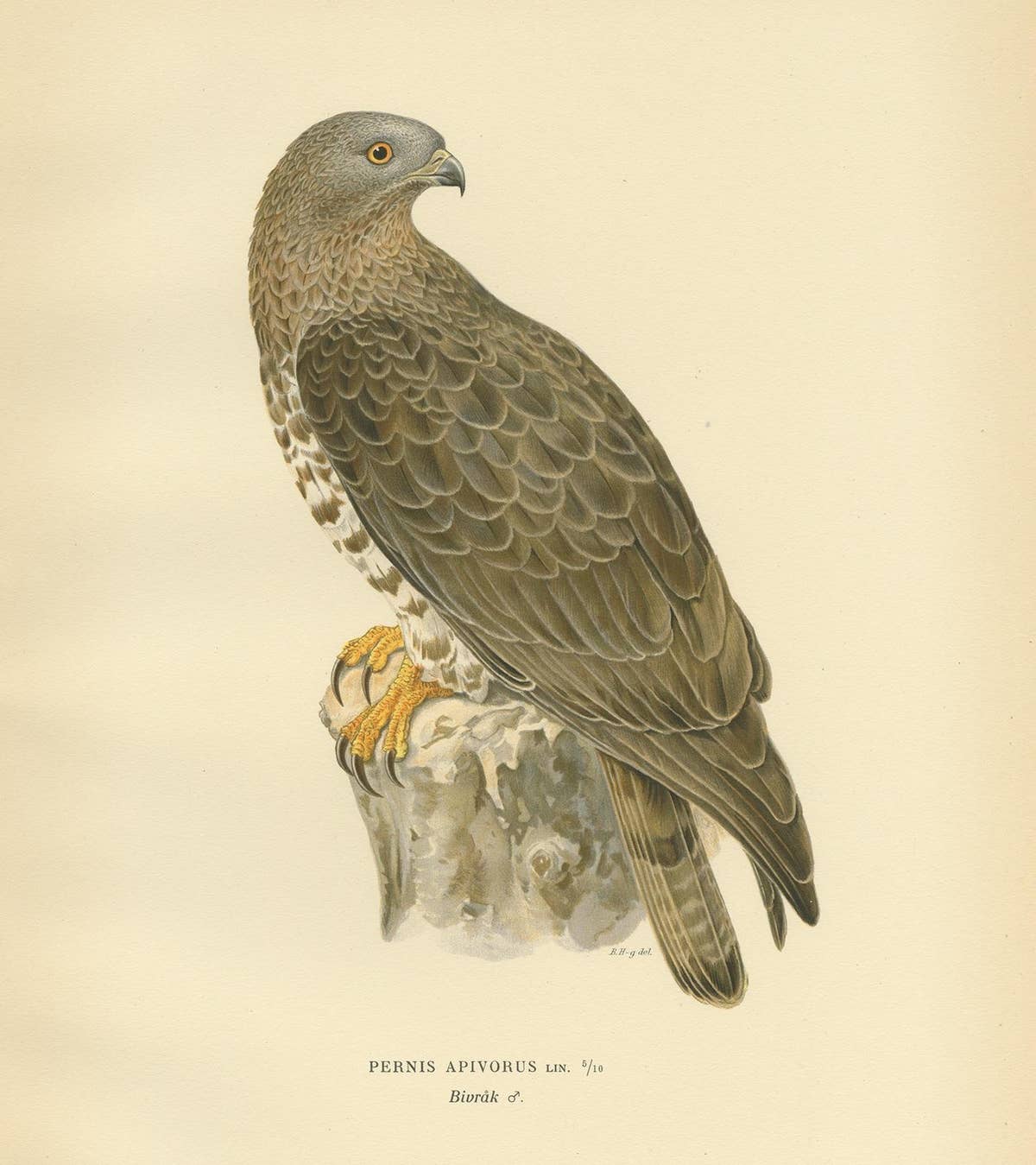 Antique Bird Print of the Honey Buzzard by Von Wright, 1929