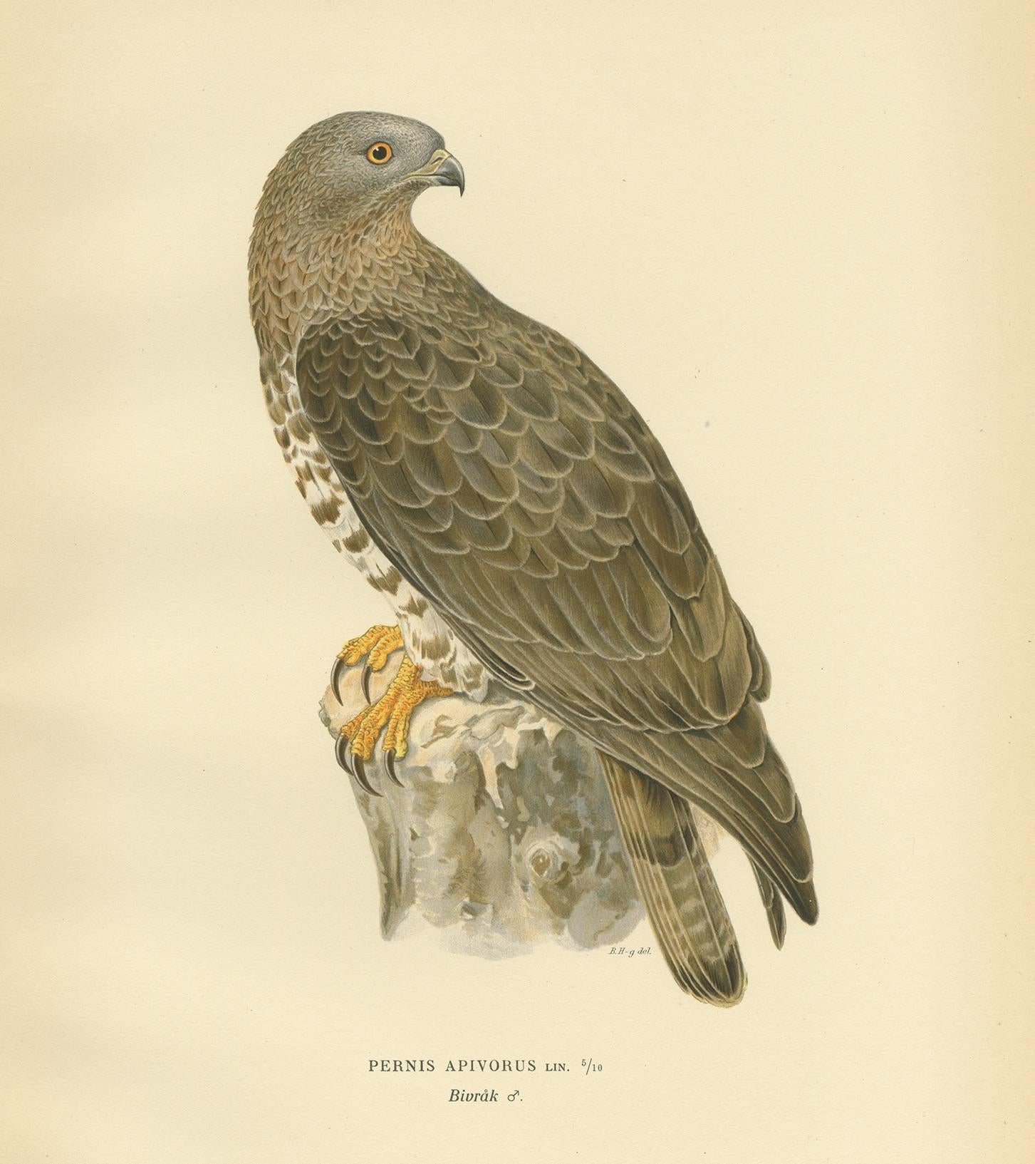 Antique Bird Print of the Honey Buzzard by Von Wright, 1929 In Good Condition For Sale In Langweer, NL