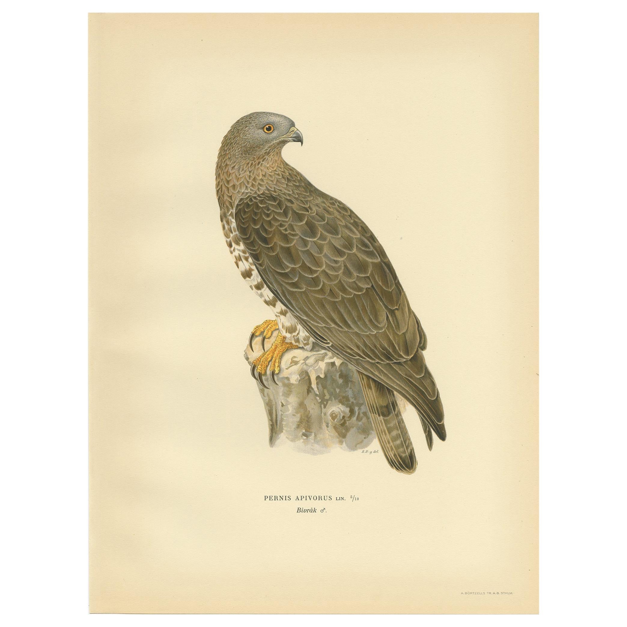 Grabado antiguo de pájaro ratonero de Von Wright, 1929 en venta