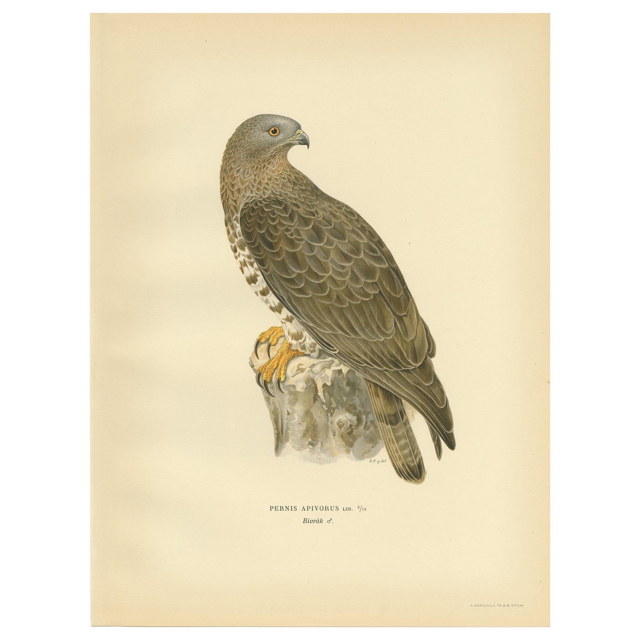 Antique Bird Print of the Honey Buzzard by Von Wright, 1929 For Sale