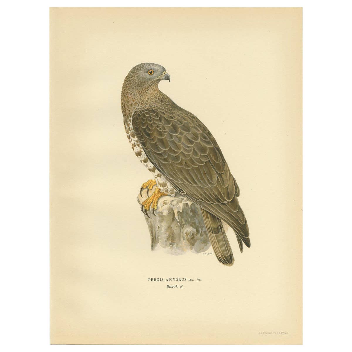 Antique Bird Print of the Honey Buzzard by Von Wright, 1929