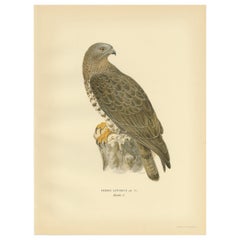 Stampa antica di uccelli del falco pecchiaiolo di Von Wright, 1929