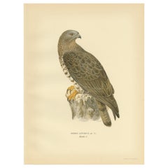 Antique Bird Print of the Honey Buzzard by Von Wright, 1929