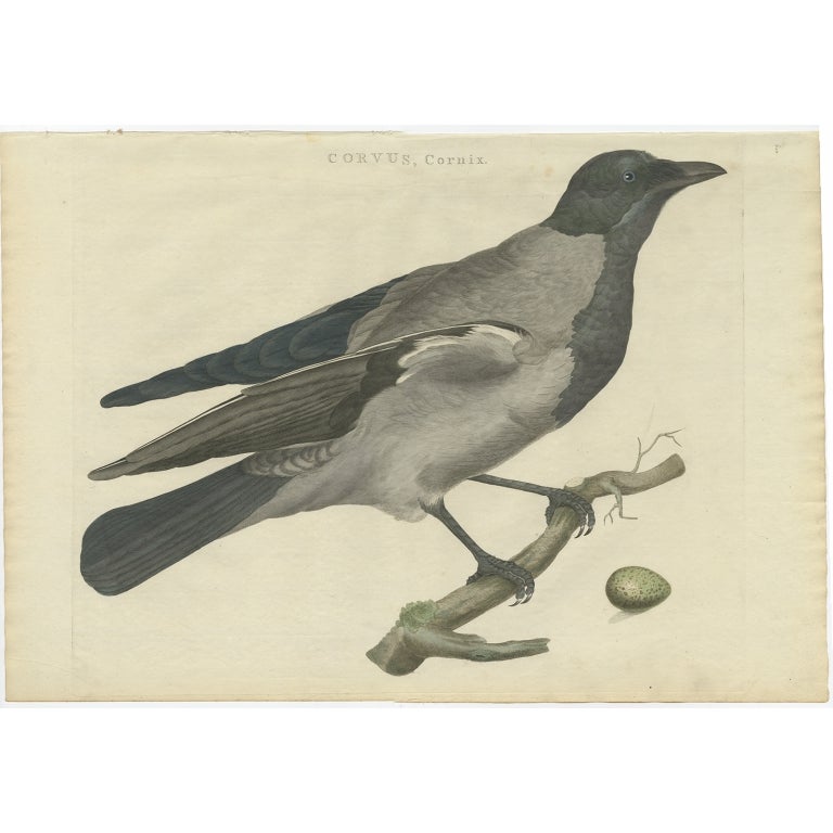 Antique Bird Print of the Hooded Crow by Sepp & Nozeman, 1797 For Sale