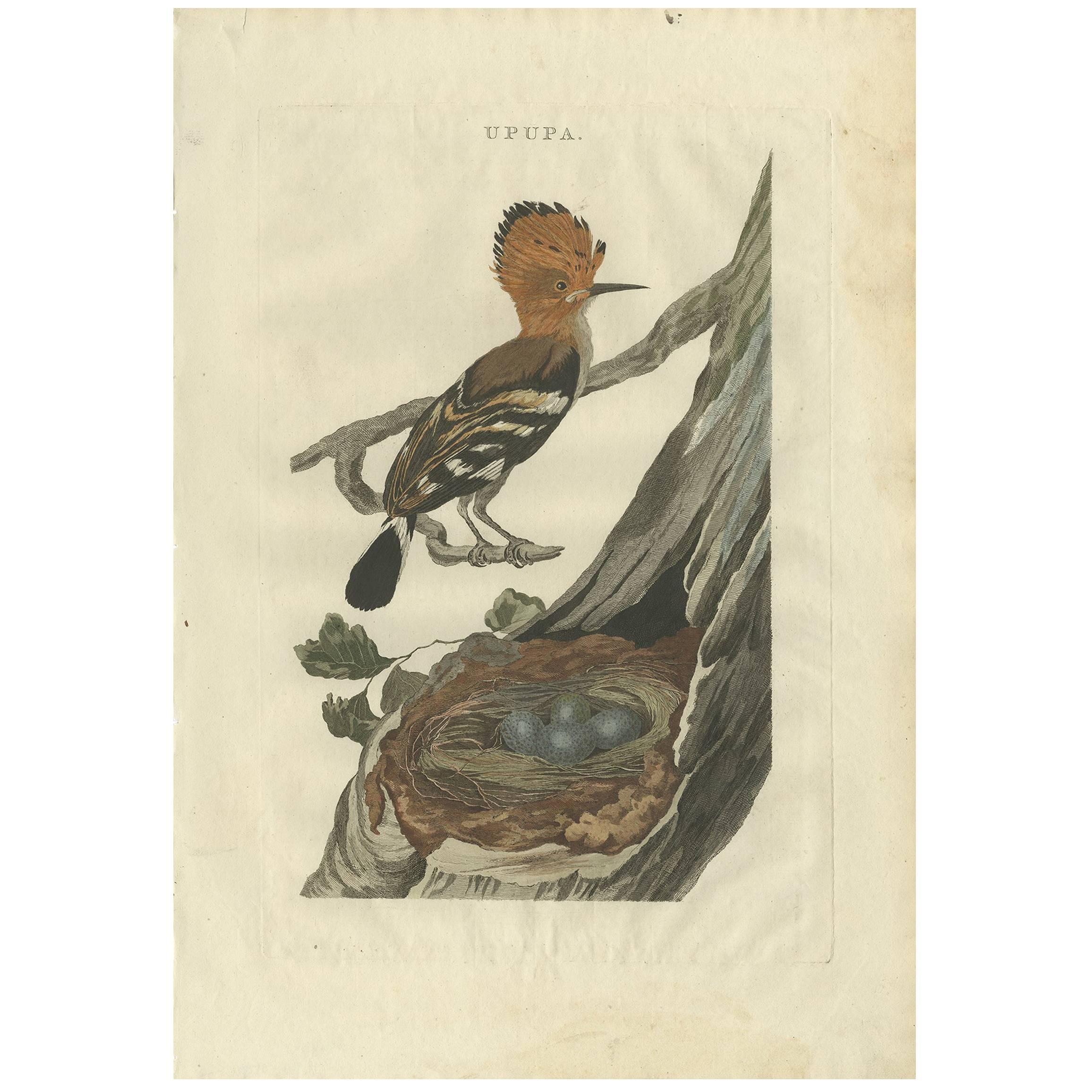 Antique Bird Print of the Hoopoe by Sepp & Nozeman, 1789