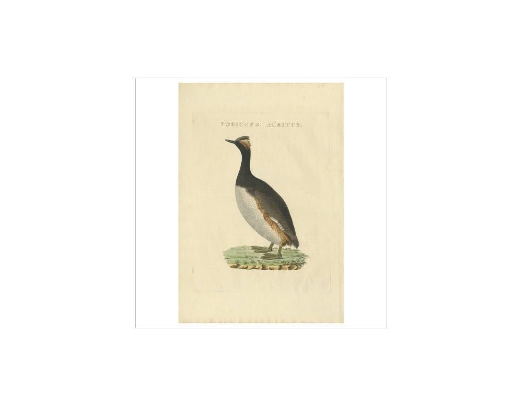 Antique print titled 'Podiceps Auritus'. The horned grebe or Slavonian grebe (Podiceps auritus) is a relatively small waterbird in the family Podicipedidae. 

This print originates from 'Nederlandsche Vogelen; volgens hunne huisdouding, aert, en