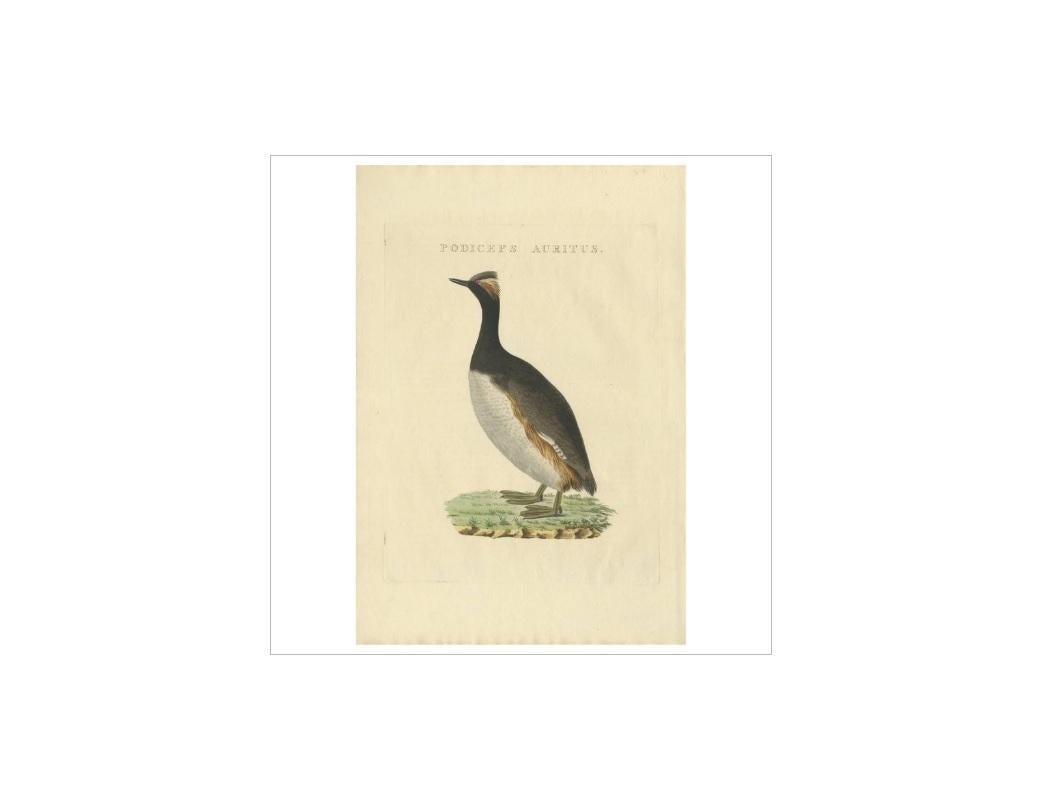 Grabado antiguo titulado 'Podiceps Auritus'. El zampullín cornudo o zampullín eslavo (Podiceps auritus) es un ave acuática relativamente pequeña de la familia Podicipedidae. 

Este grabado procede de 