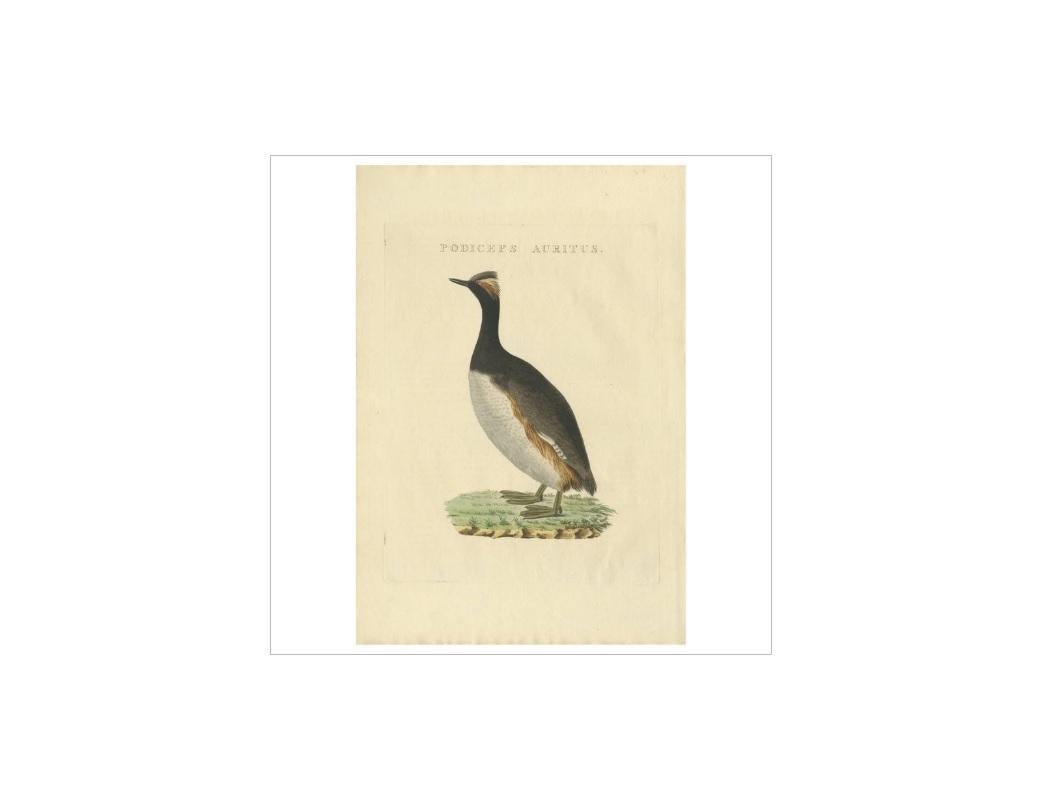 Antiker Druck mit dem Titel 'Podiceps Auritus'. Der Ohrentaucher oder Slawentaucher (Podiceps auritus) ist ein relativ kleiner Wasservogel aus der Familie der Podicipedidae. 

Dieser Druck stammt aus 