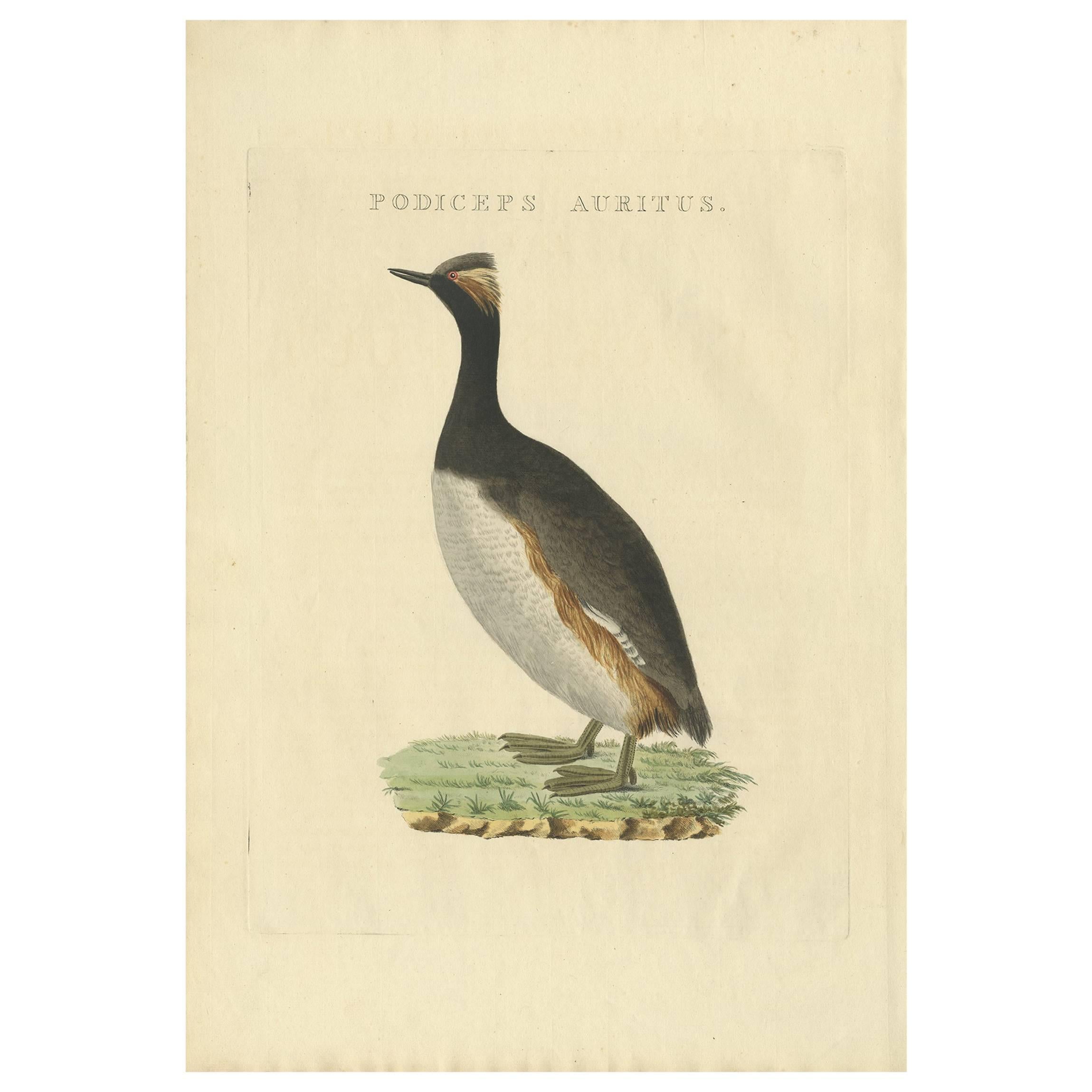 Impression ancienne d'oiseau de la grébe cornue par Sepp & Nozeman, 1829