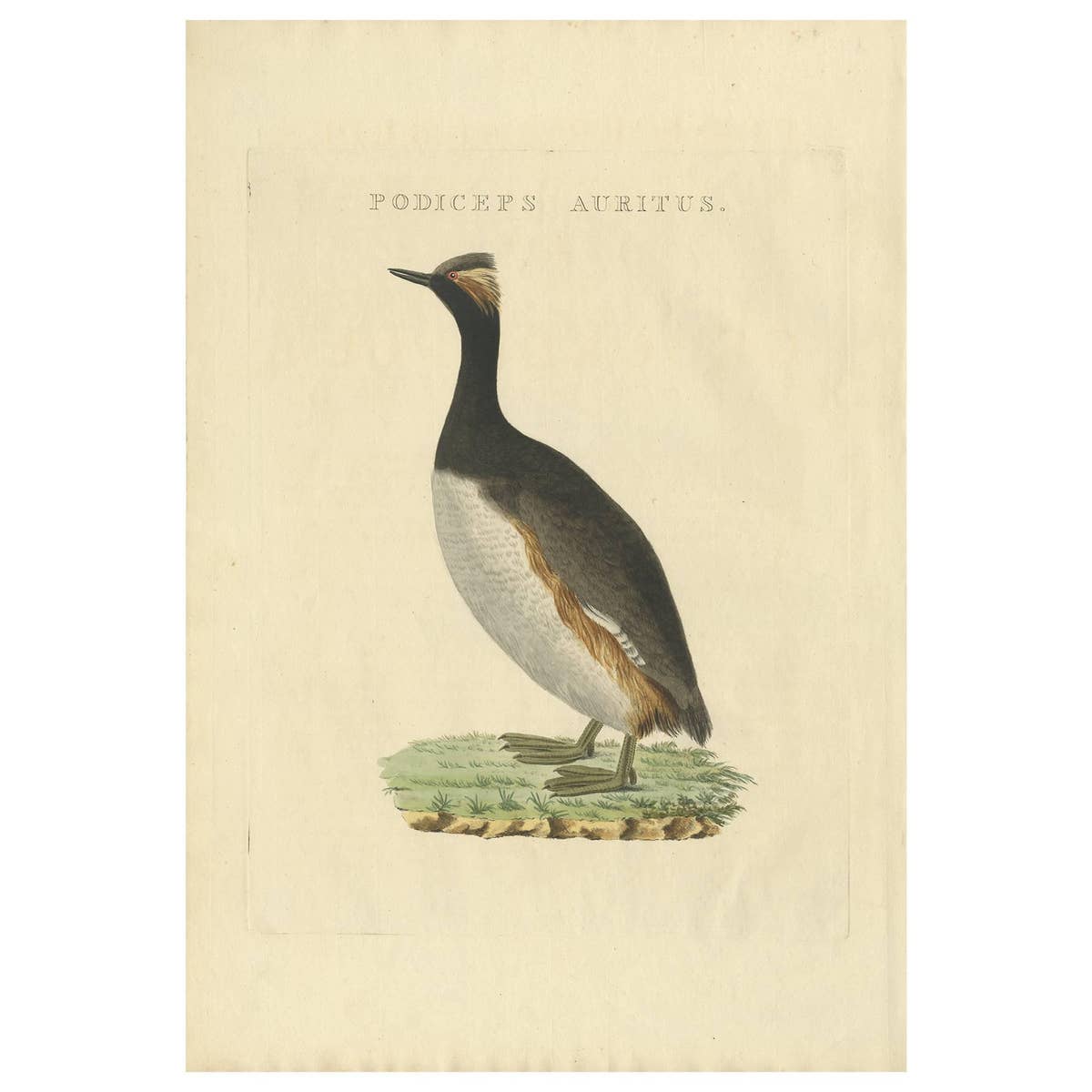 Antique Bird Print of the Horned Grebe by Sepp & Nozeman, 1829