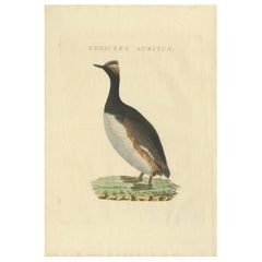 Stampa antica di uno svasso cornuto di Sepp & Nozeman, 1829