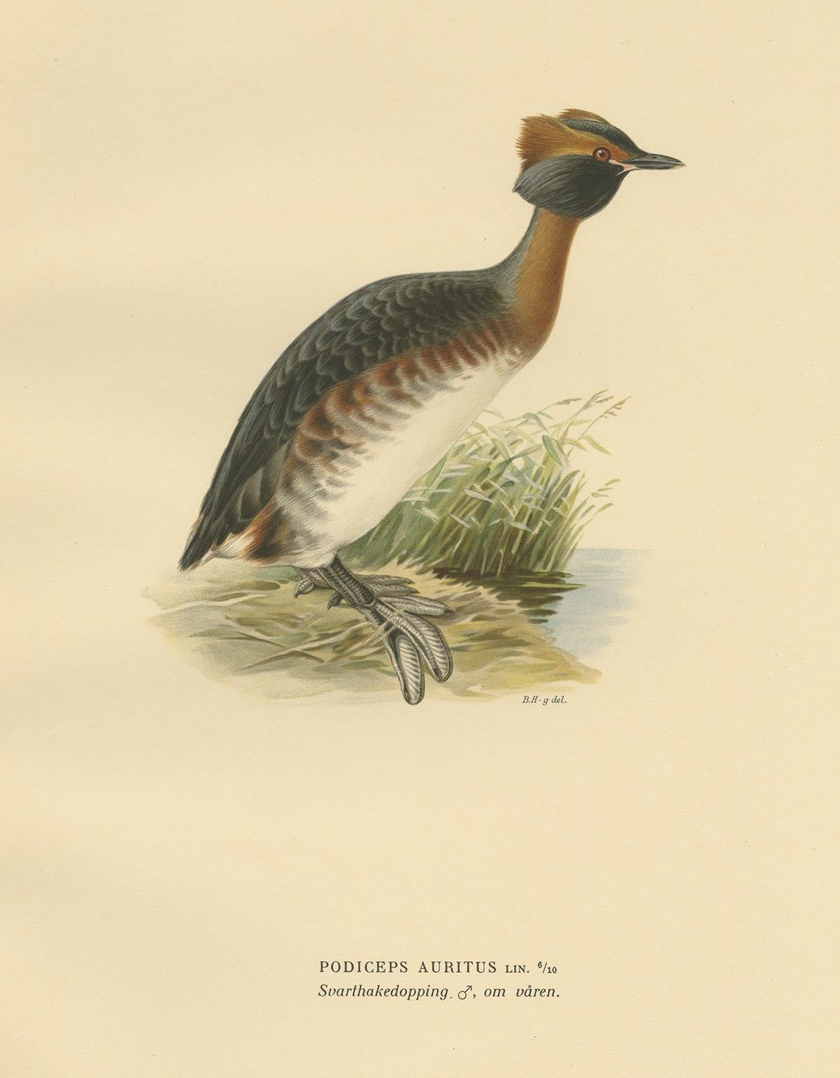 Antique Bird Print of the Horned Grebe by Von Wright, 1929 In Good Condition For Sale In Langweer, NL