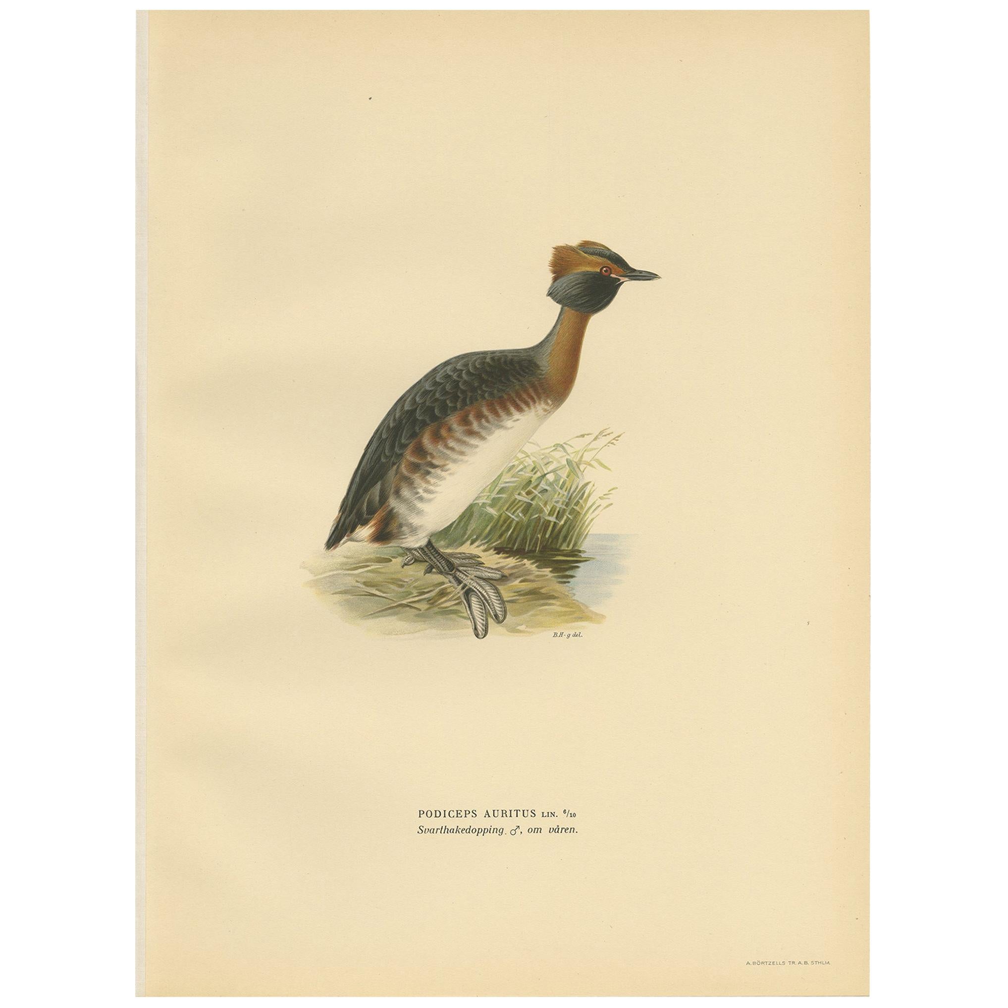 Antique Bird Print of the Horned Grebe by Von Wright, 1929 For Sale
