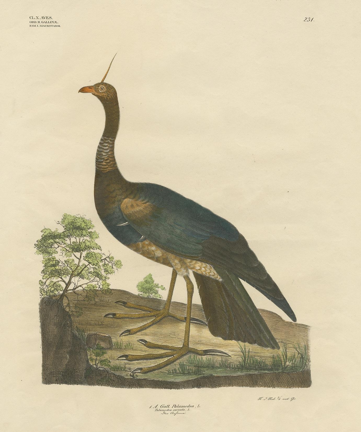 Antique bird print titled 'Gatt Palamedea'. Large lithograph of the horned screamer, a member of a small family of birds, the Anhimidae, which occurs in wetlands of tropical South America. There are three screamer species, the other two being the