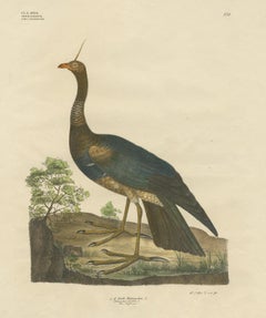 Gravure ancienne de l'oiseau criard à cornes par Goldfuss, vers 1824