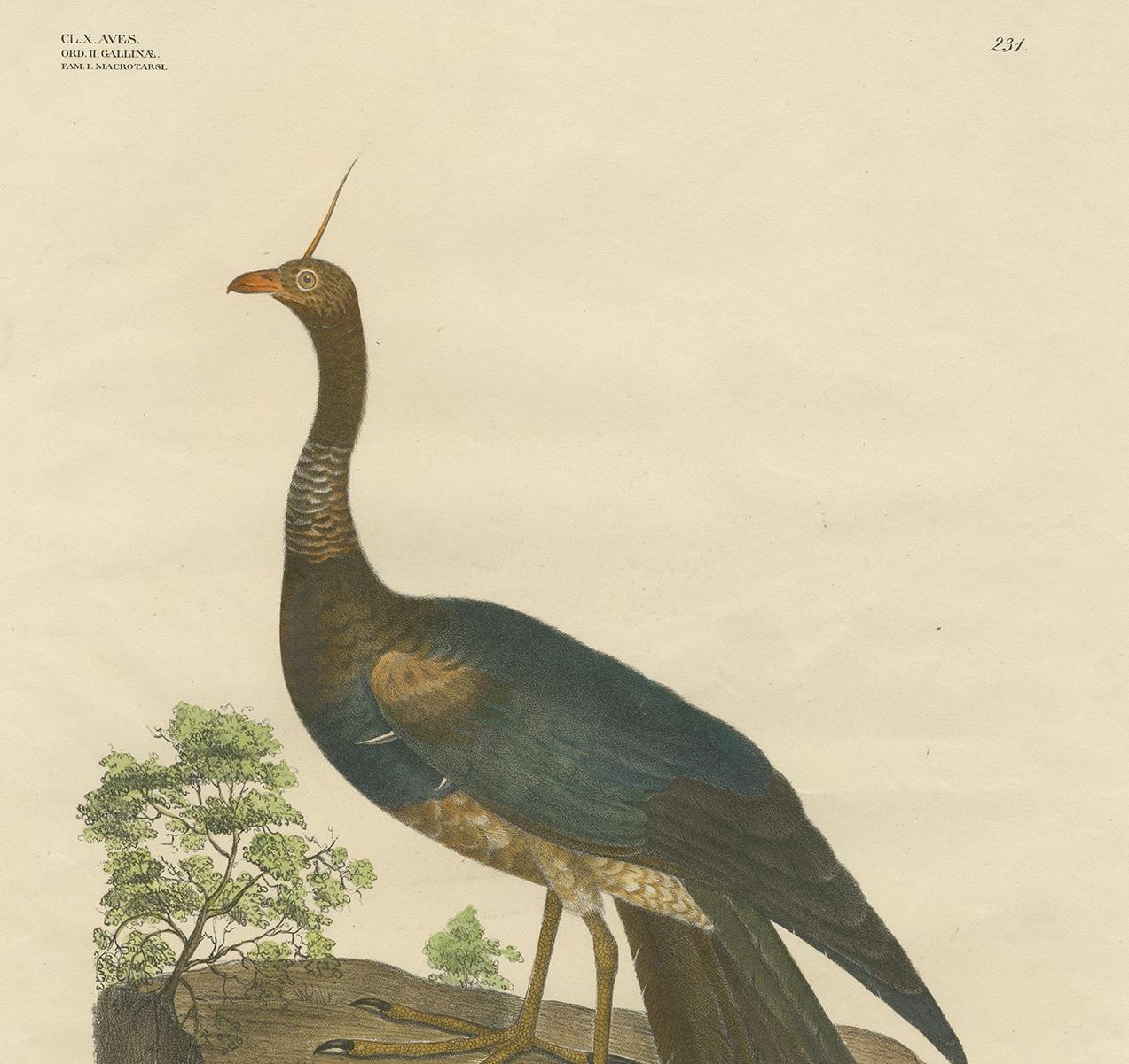 Antique Bird Print of the Horned Screamer by Goldfuss, circa 1824 In Good Condition For Sale In Langweer, NL