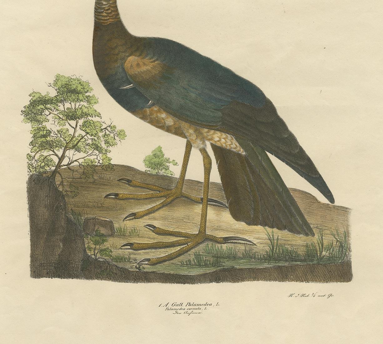 19th Century Antique Bird Print of the Horned Screamer by Goldfuss, circa 1824 For Sale