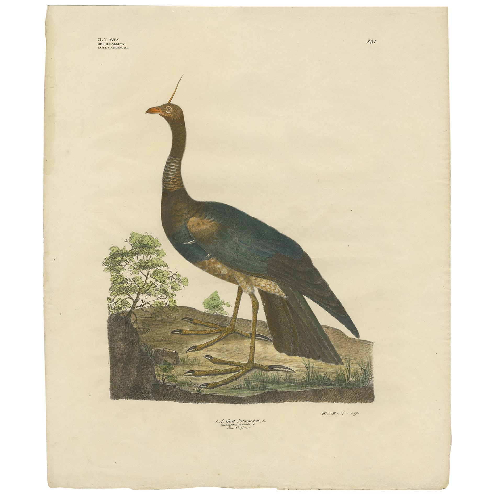 Antique Bird Print of the Horned Screamer by Goldfuss, circa 1824 For Sale