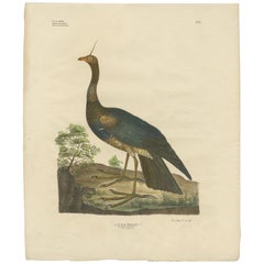 Gravure ancienne d'oiseau du crieur à cornes par Goldfuss:: vers 1824