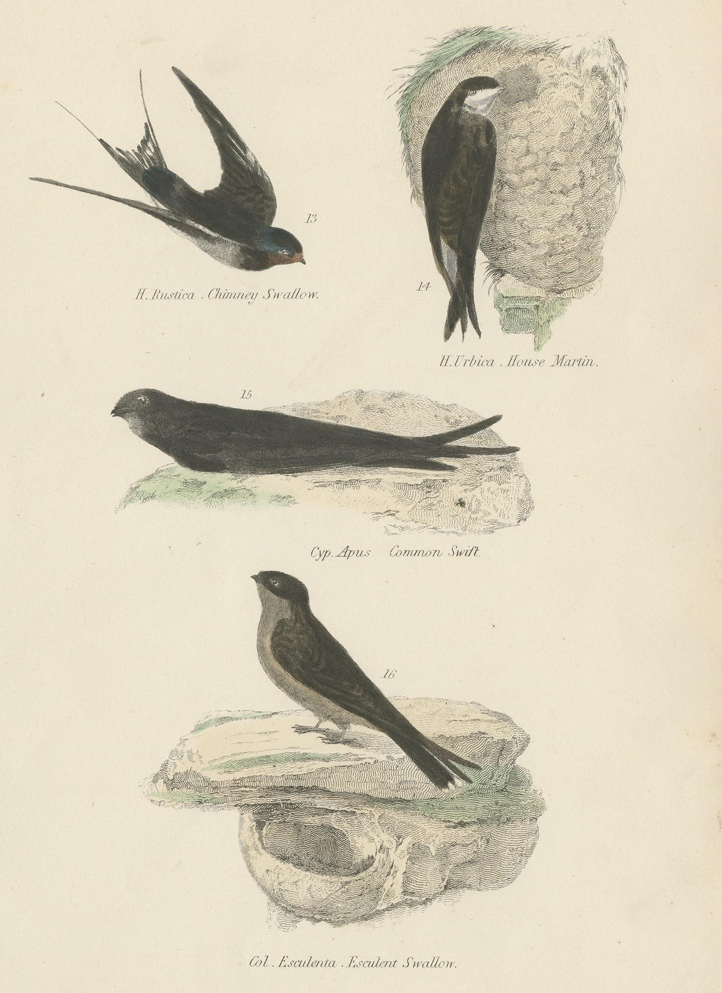 Antique bird print depicting the chimney swallow, house martin, common swift and esculent swallow. This print originates from 'Museum of Natural History' by Sir John Richardson. Published by William Mackenzie.
