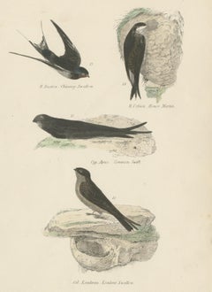 Antique Bird Print of the House Martin and Other Birds by Richardson, circa 1860