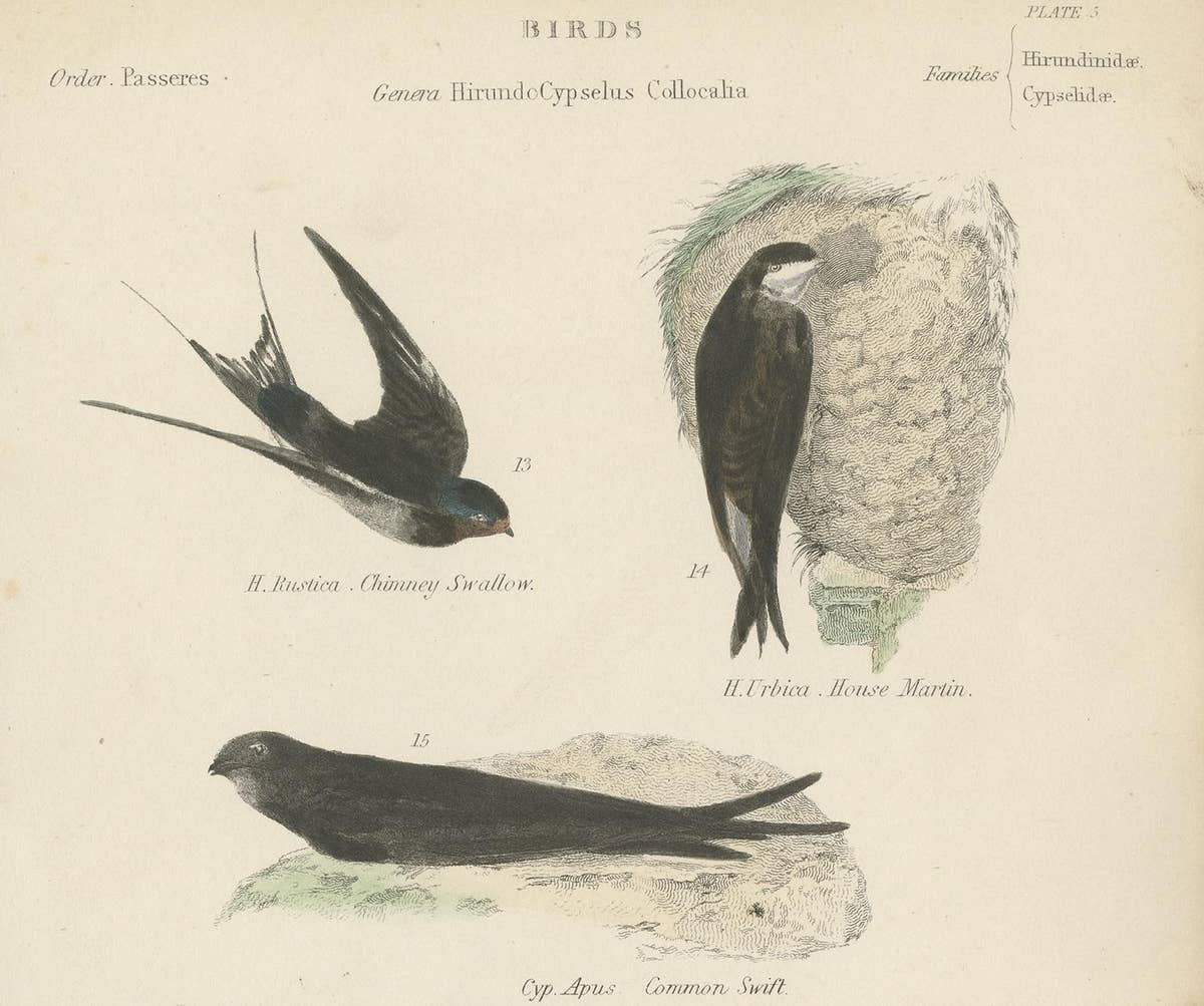 Antique Bird Print of the House Martin and Other Birds by Richardson, circa 1860