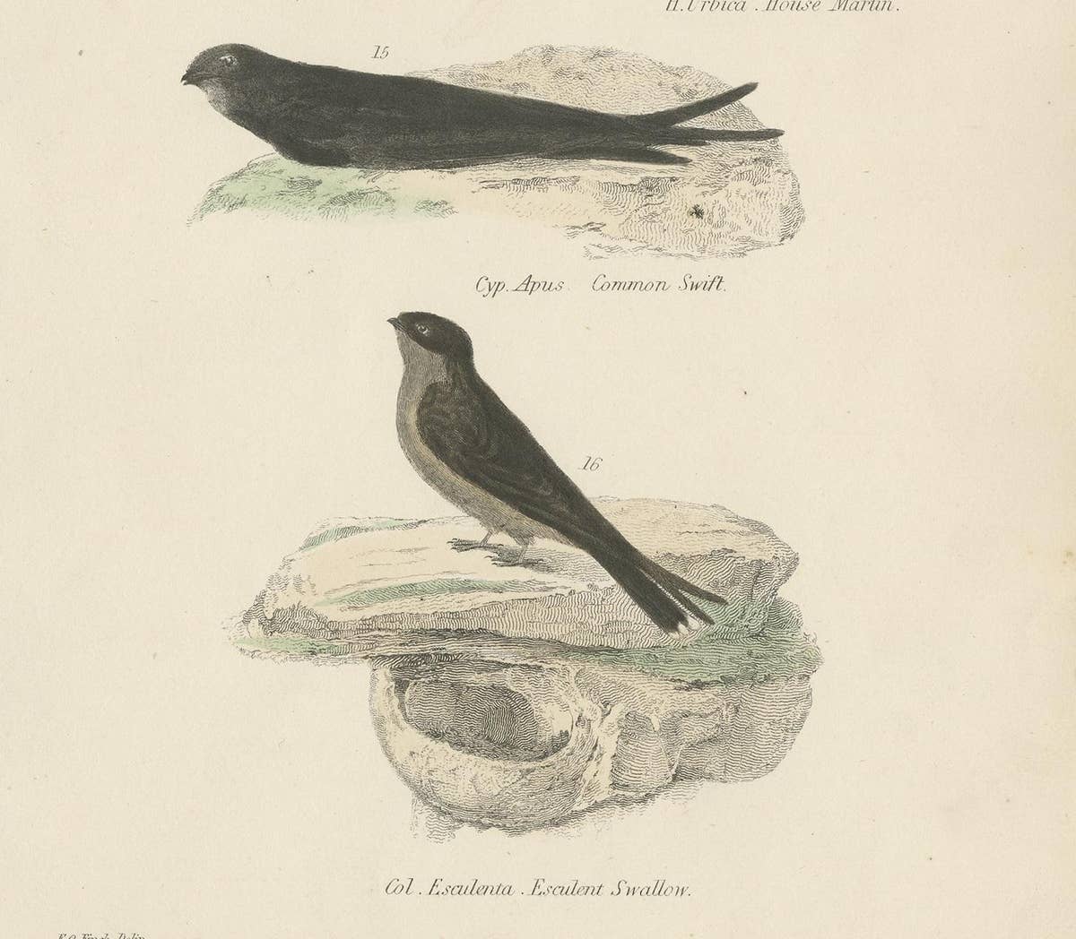 Antique Bird Print of the House Martin and Other Birds by Richardson, circa 1860