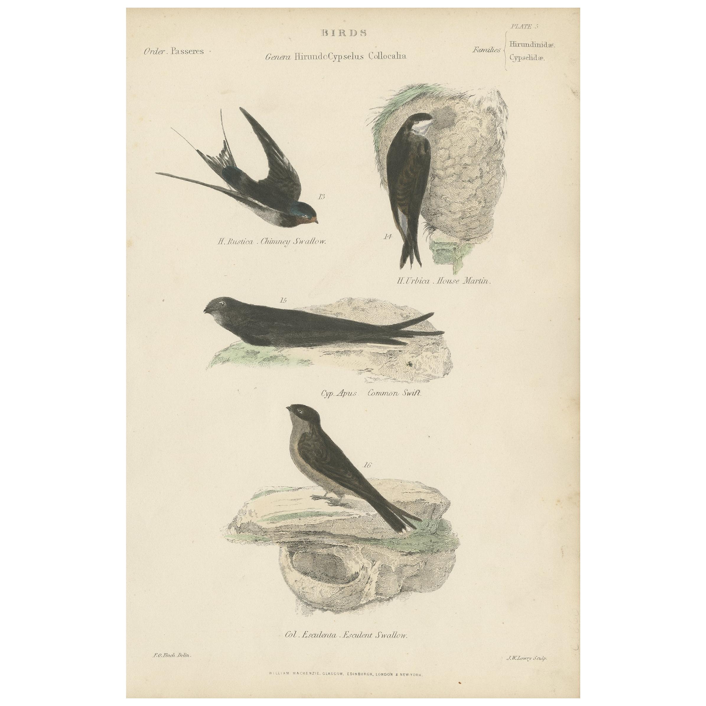 Antique Bird Print of the House Martin and Other Birds by Richardson, circa 1860 For Sale