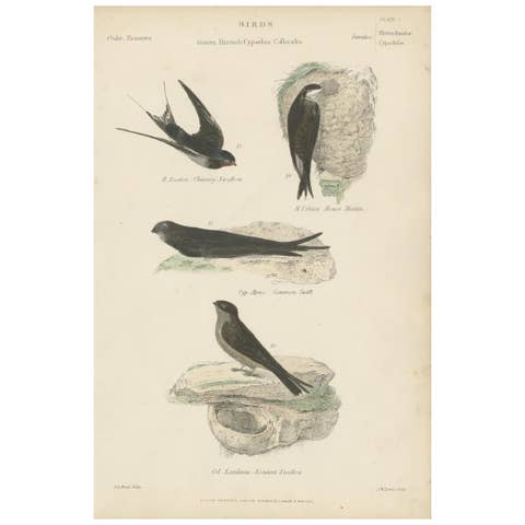 Antique Bird Print of the House Martin and Other Birds by Richardson, circa 1860