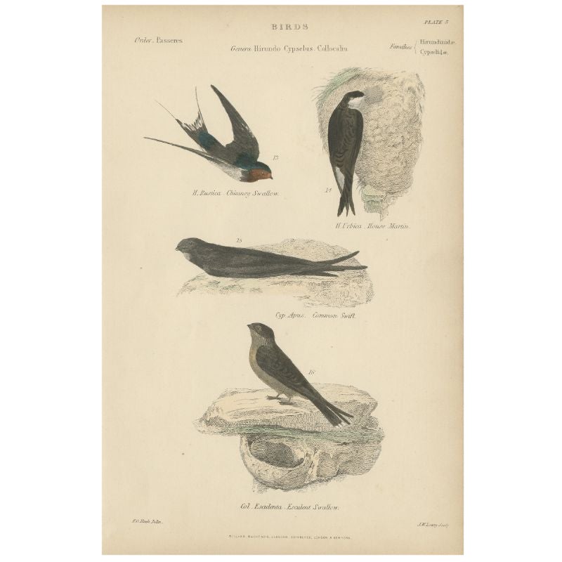 Estampa antigua de pájaros del Avión Común y otras aves. ca.1860