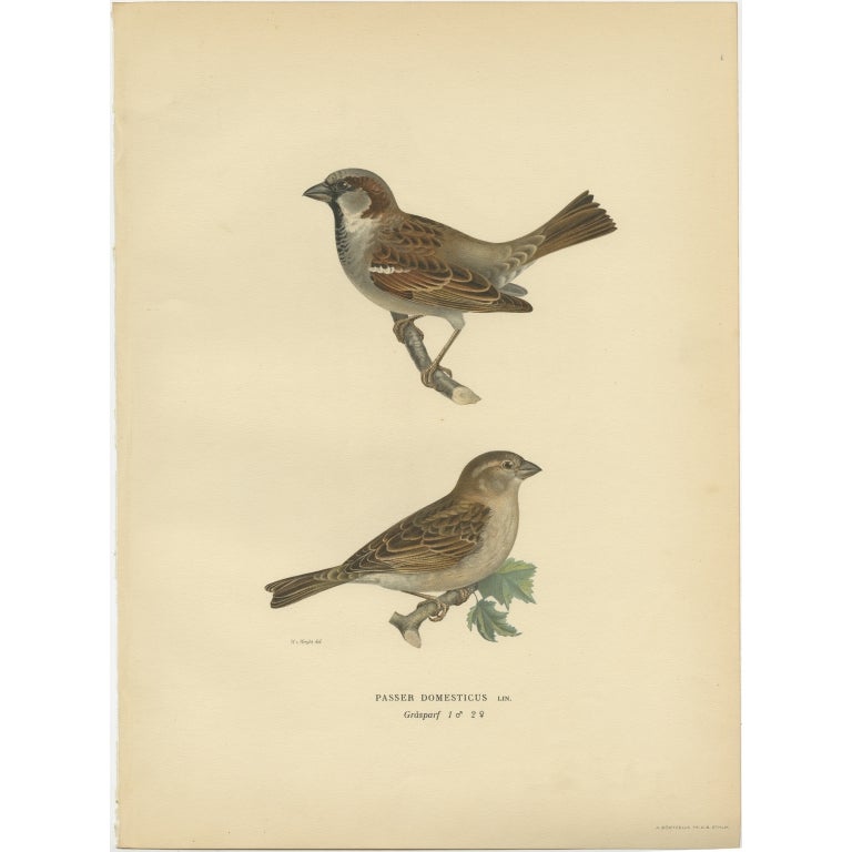 Antique Bird Print of the House Sparrow by Von Wright, 1927 For Sale