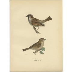 Antique Bird Print of the House Sparrow by Von Wright, 1927