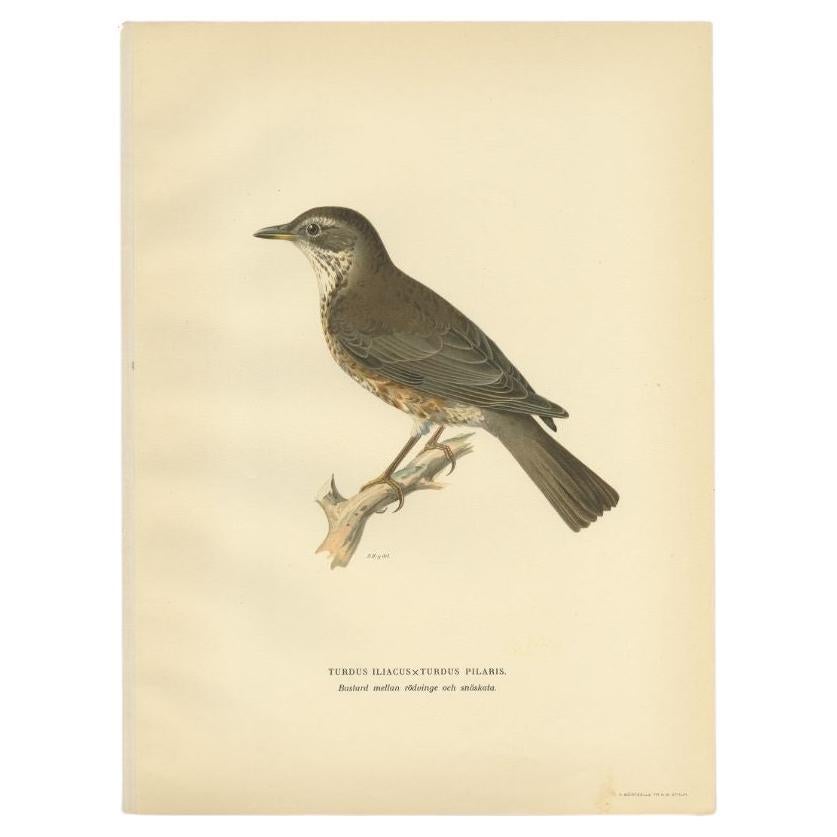 Antique Bird Print of the Hybrid of the Fieldfare and the Song Thrush, 1927 For Sale