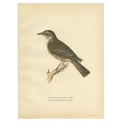 Antique Bird Print of the Hybrid of the Fieldfare and the Song Thrush, 1927