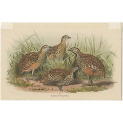 Antique Bird Print of the Indian Bustard-Quail by Hume & Marshall, 1879
