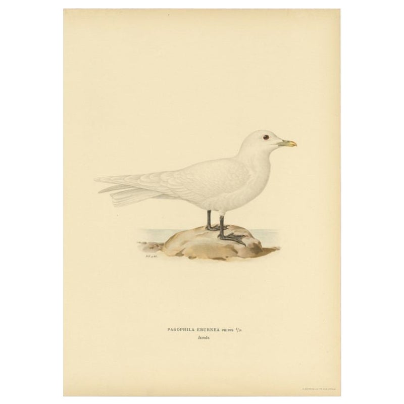 Impression ancienne d'oiseau ivoire du coq, 1929