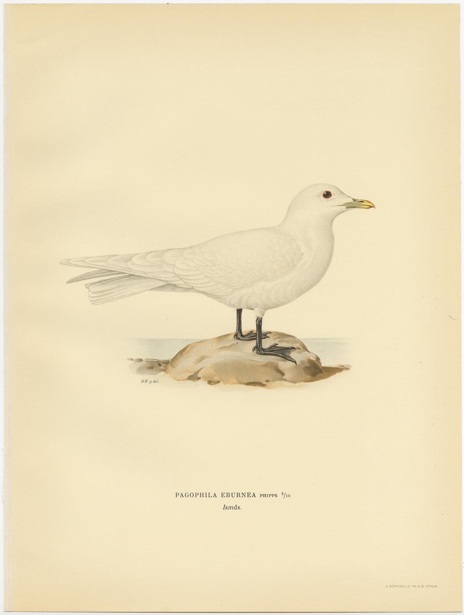Antique Bird Print of the Ivory Gull by Von Wright, 1929 In Good Condition In Langweer, NL