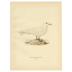 Antique Bird Print of the Ivory Gull by Von Wright, 1929