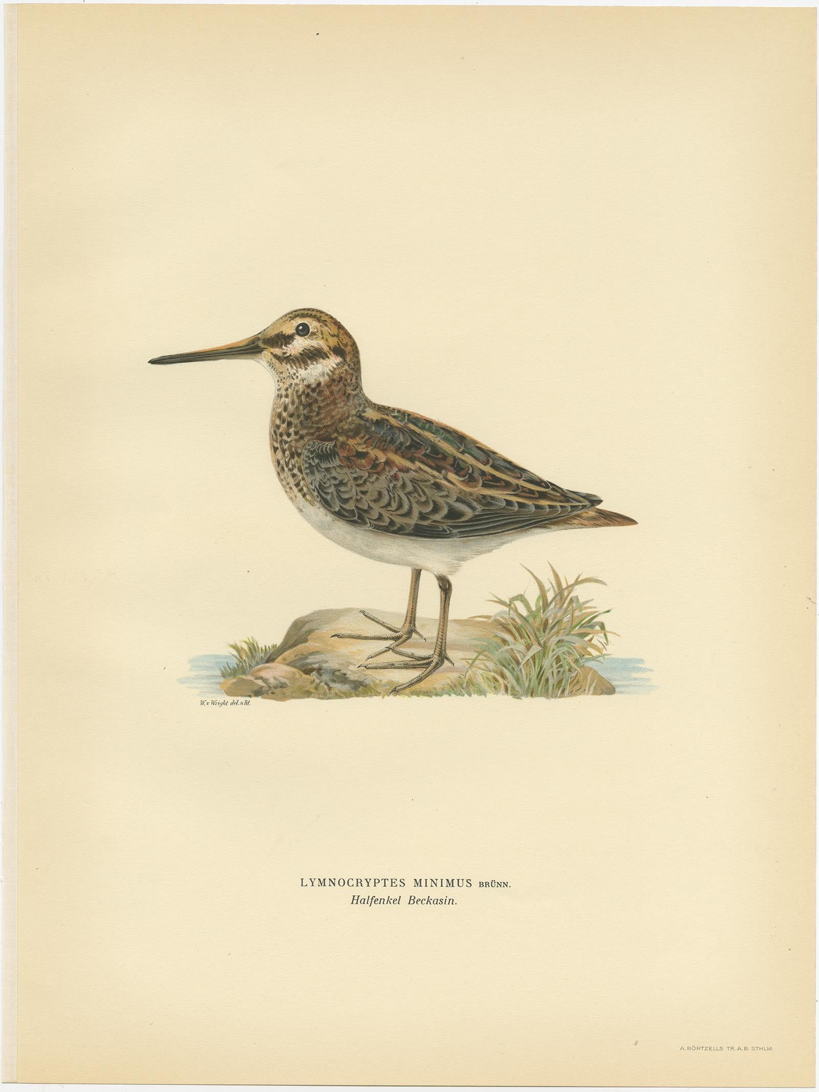 Antiker Vogeldruck mit dem Titel 'Lymnocryptes Minimus'. Alter Vogeldruck mit der Darstellung der Bekassine. Dieser Druck stammt aus 