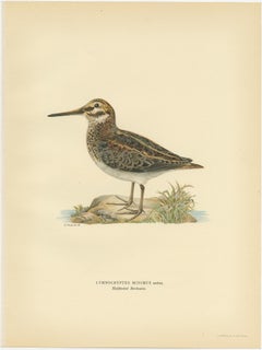 Antique Bird Print of the Jack Snipe by Von Wright, 1929